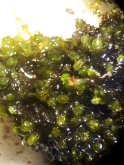 Frullania pentapleura