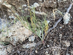 Perideridia pringlei