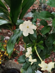 Mirabilis jalapa