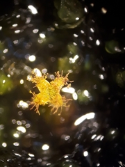 Frullania pentapleura