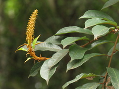 Angiospermae