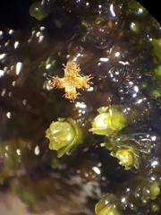 Frullania pentapleura