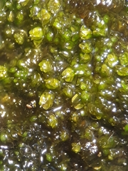 Frullania pentapleura