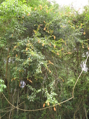 Angiospermae