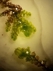 Frullania pentapleura