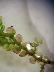 Frullania pentapleura