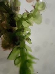 Frullania pentapleura