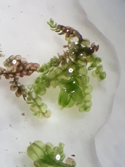 Frullania pentapleura