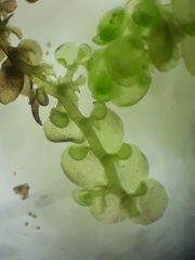 Frullania pentapleura