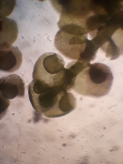 Frullania pentapleura