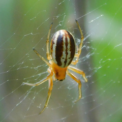Araneus pratensis