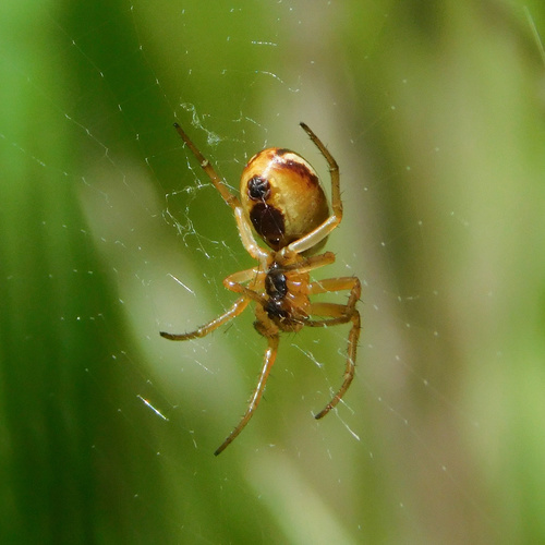 Openfield Orbweaver