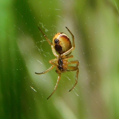 Araneus pratensis