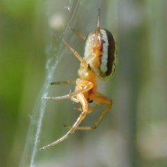 Araneus pratensis