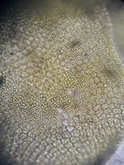 Frullania pentapleura