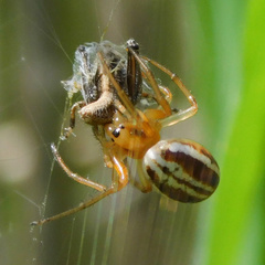 Araneus pratensis