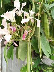 Bauhinia monandra