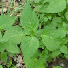 Dicliptera brachiata