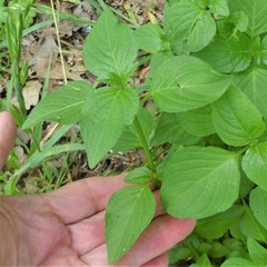 Dicliptera brachiata