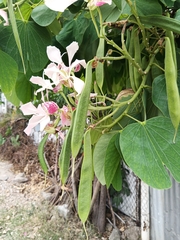 Bauhinia monandra