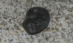 Powelliphanta