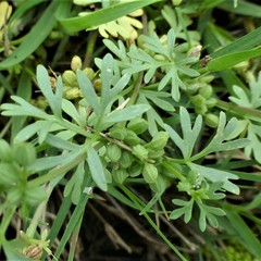 Ammoselinum butleri