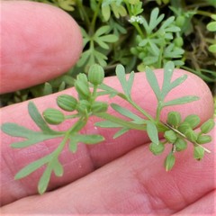 Ammoselinum butleri