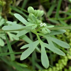 Ammoselinum butleri