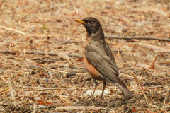 Turdus migratorius