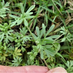 Ammoselinum butleri