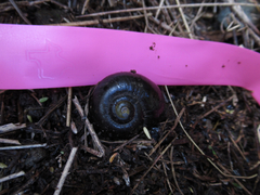 Powelliphanta