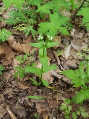 Valerianella chenopodifolia