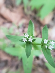 Valerianella chenopodifolia