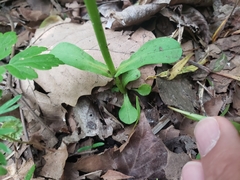 Valerianella chenopodifolia