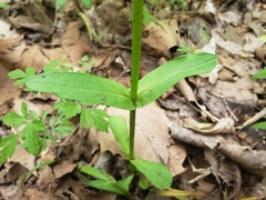 Valerianella chenopodifolia