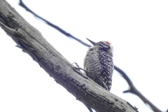 Dryobates scalaris