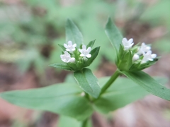 Valerianella chenopodifolia