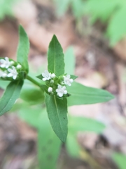 Valerianella chenopodifolia