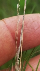 Sporobolus compositus