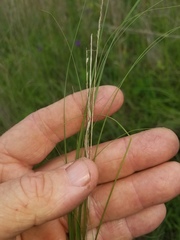 Sporobolus compositus