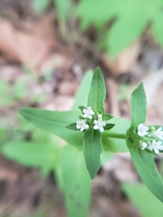 Valerianella chenopodifolia
