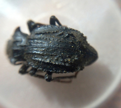 Entomoderes cellulosus