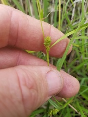 Carex microdonta