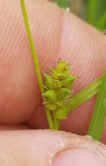 Carex microdonta