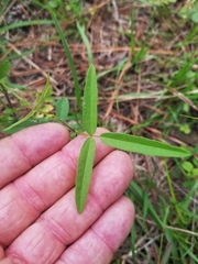 Strophostyles leiosperma