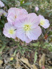 Oenothera speciosa