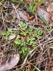 Sceptridium lunarioides