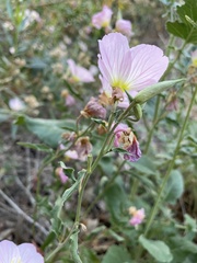 Oenothera speciosa