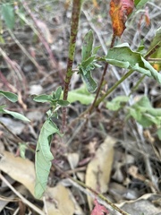 Oenothera speciosa