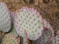 Opuntia santa-rita